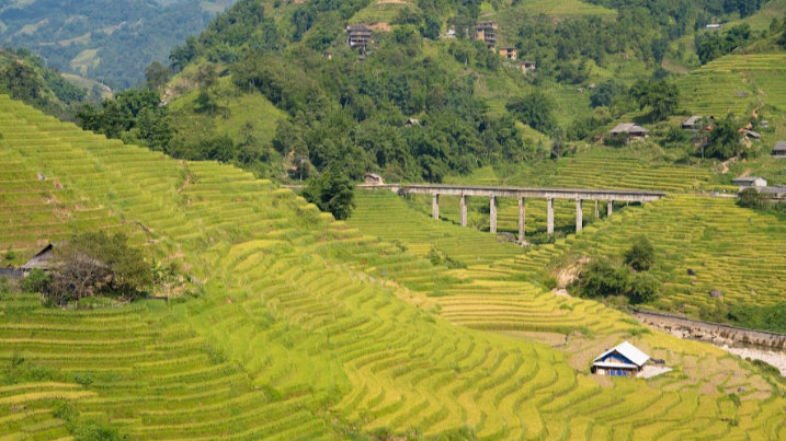 Sapa's golden rice terraces in October, when the harvest season brings warm yellow colours across the mountain valleys.
