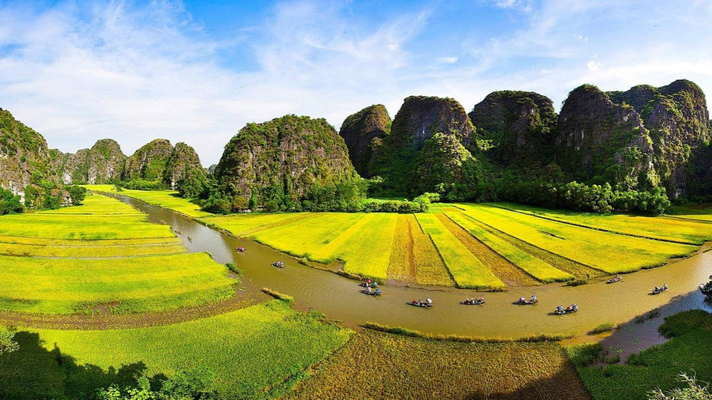 Tam Coc, Ninh Binh, during the golden rice harvest season.