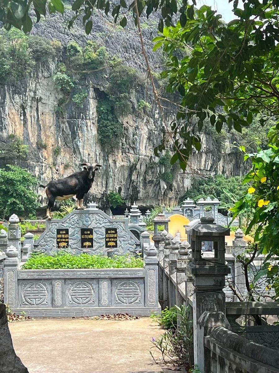 A goat above a shrine against the Ninh Binh karst A goat above a shrine against the Ninh Binh karst