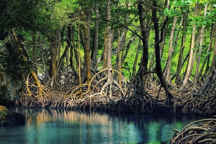 Can Gio Mangrove Eco & Wildlife Full-Day Tour photo 3