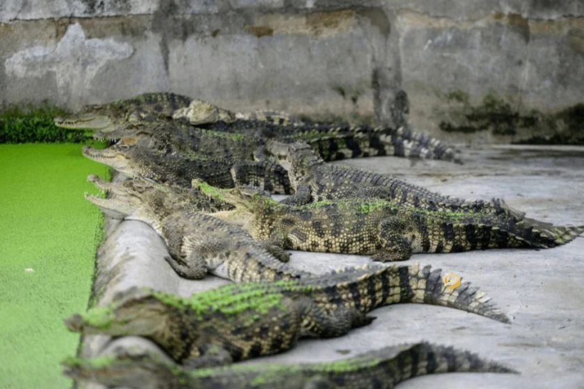 Can Gio Mangrove Eco & Wildlife Full-Day Tour photo 6