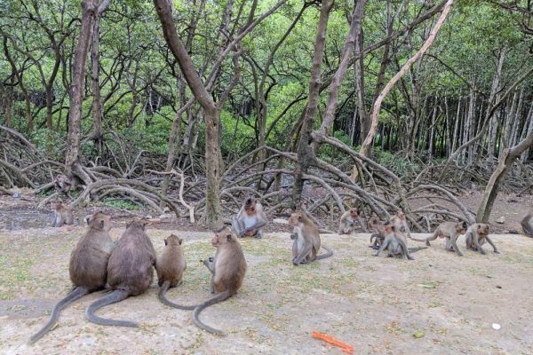 Can Gio Mangrove Eco & Wildlife Full-Day Tour photo 7