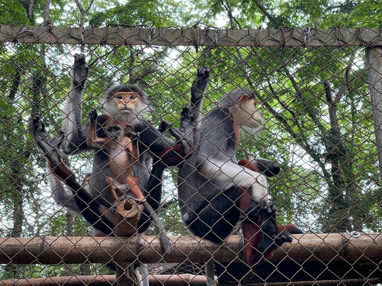 Cuc Phuong National Park & Night Safari photo 2