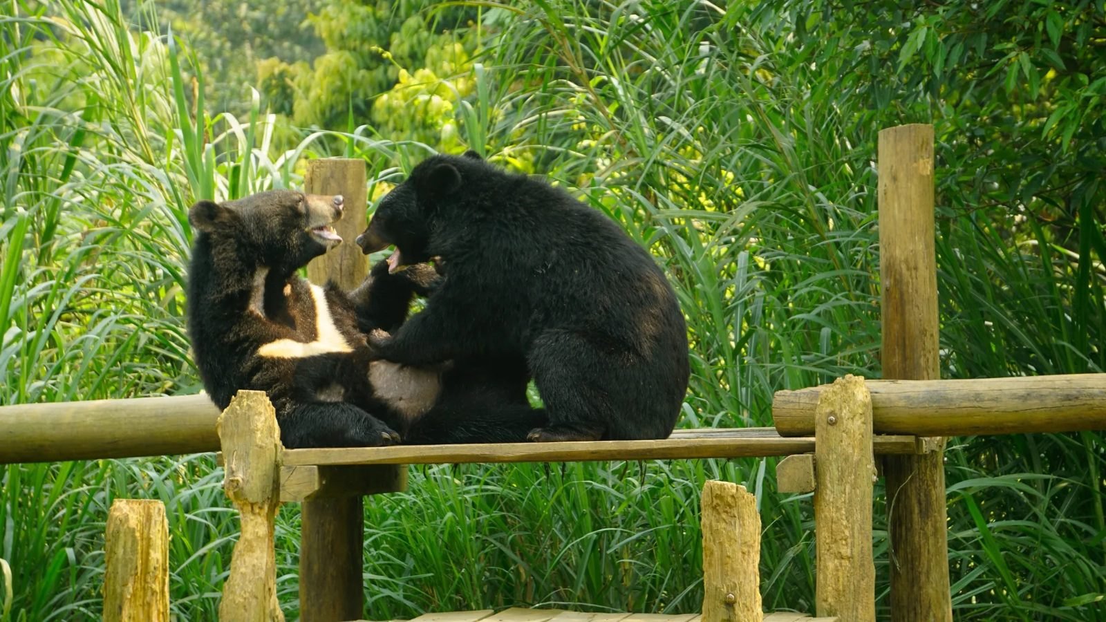 Cuc Phuong National Park & Night Safari photo 3