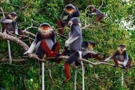 Cuc Phuong National Park & Night Safari photo 4