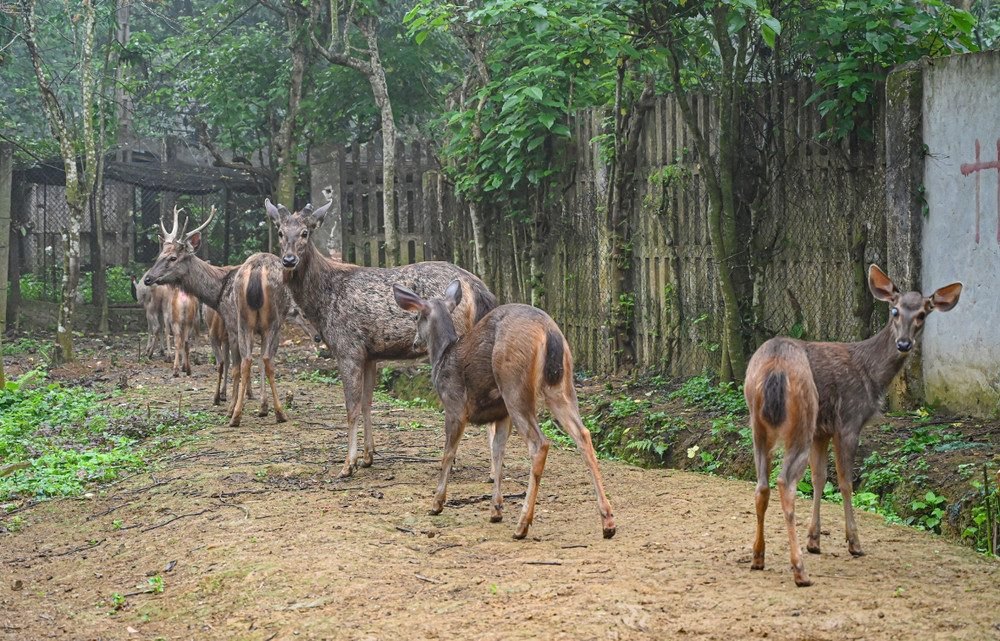 Cuc Phuong National Park & Night Safari photo 6