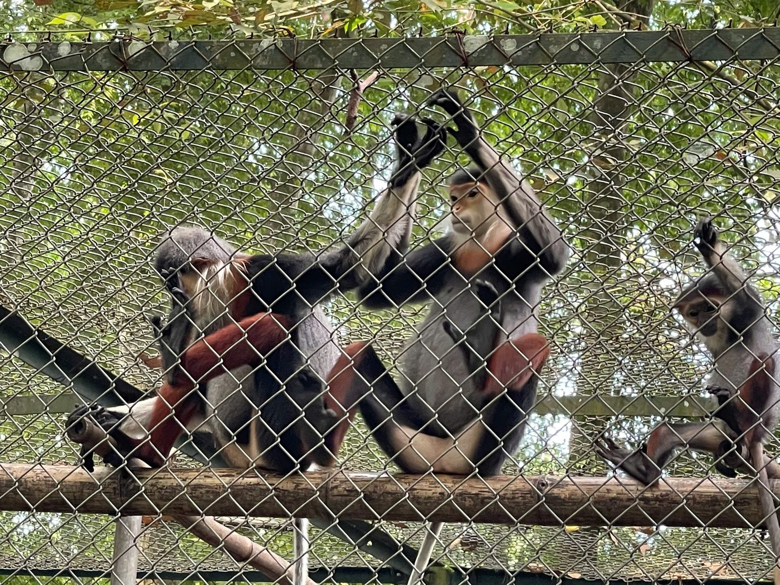 Cúc Phương wildlife tour