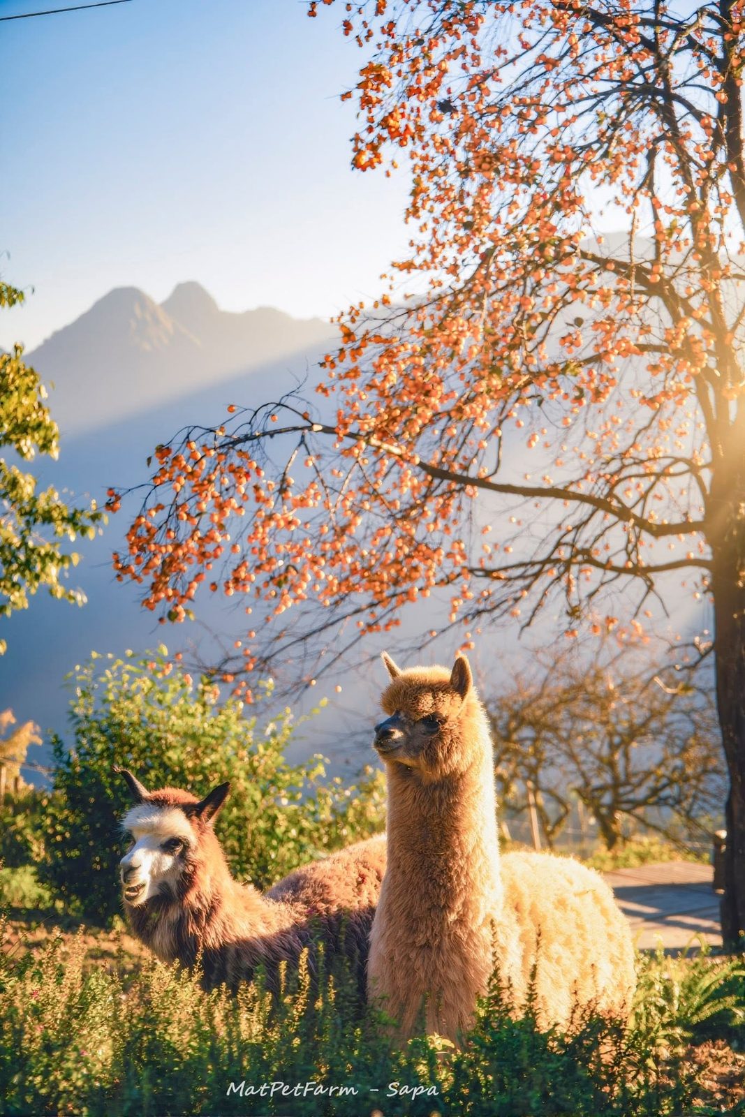 Moana Viewpoint & Mật Pet Farm